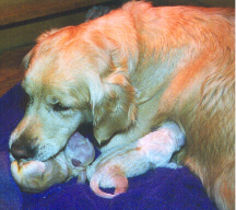 Licking Pups Clean