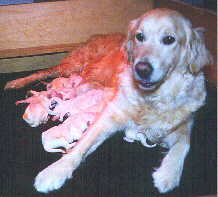Nursing after Birthing The Last Pup