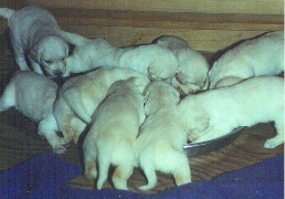 First Food When Weaning